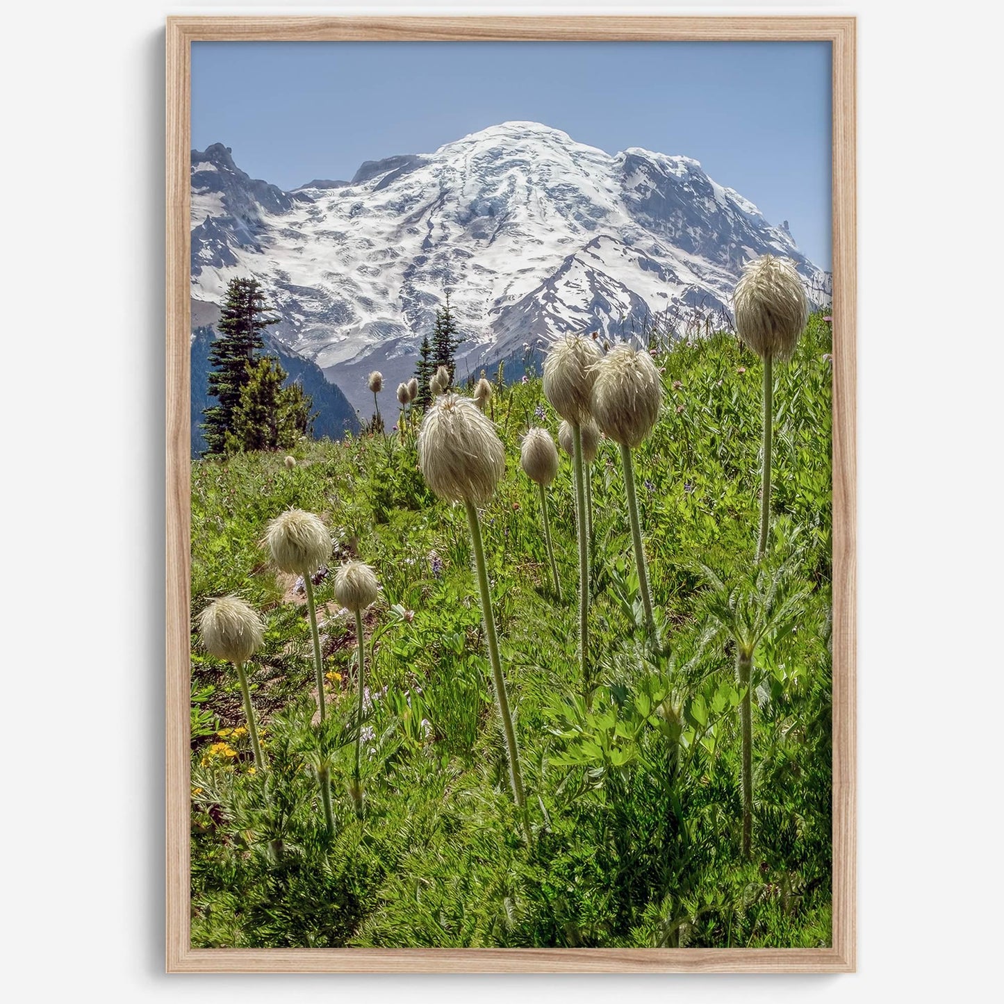Mount Rainier Portrait
