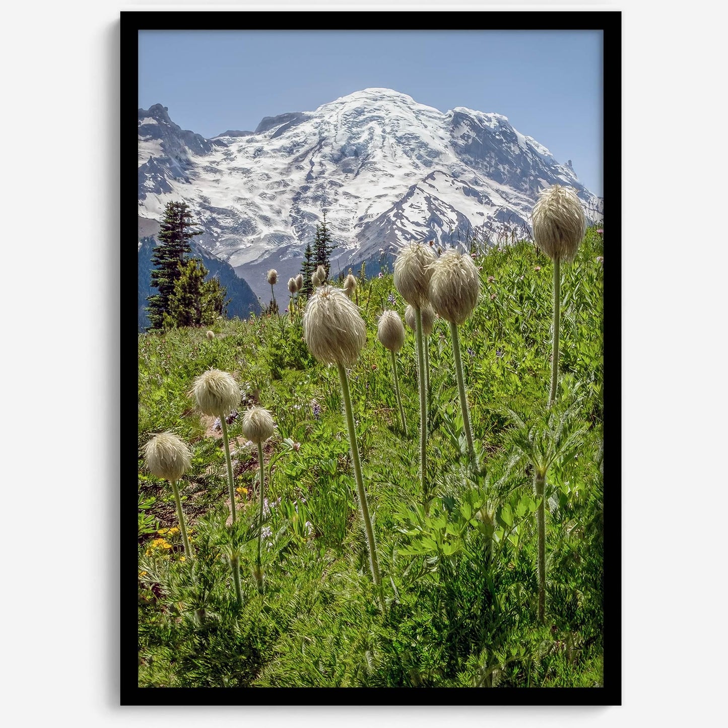 Mount Rainier Portrait