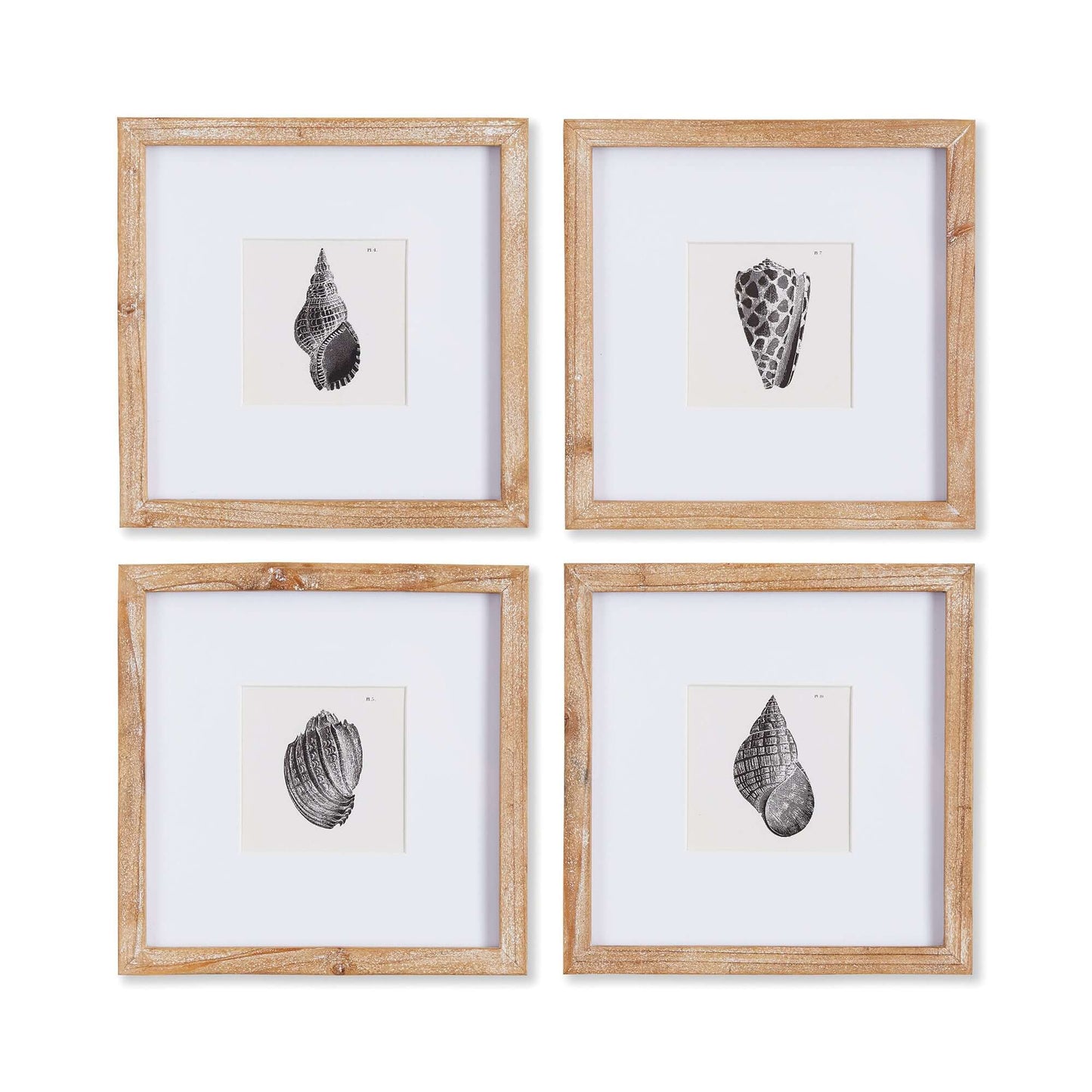 Vintage Coastal Seashell Wall Art Set (Set of 4)