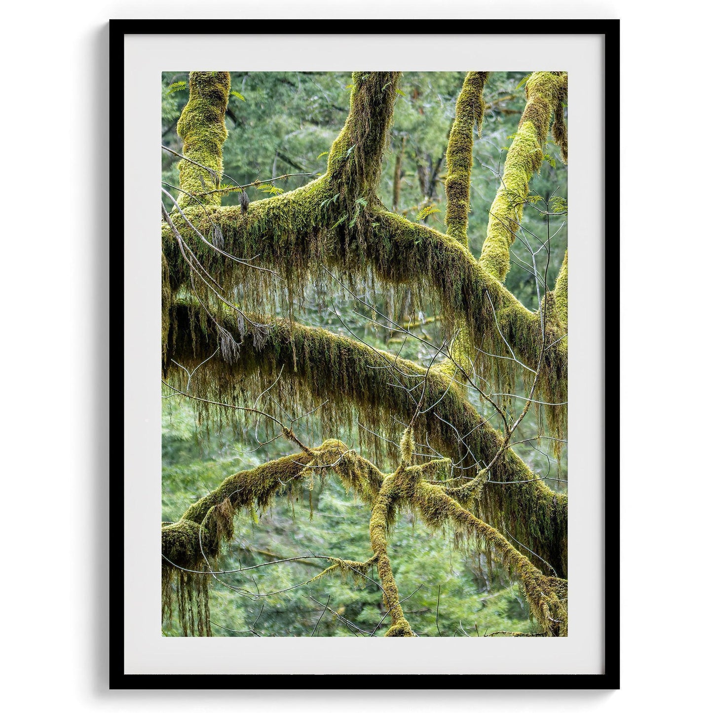 Mossy Forest Set