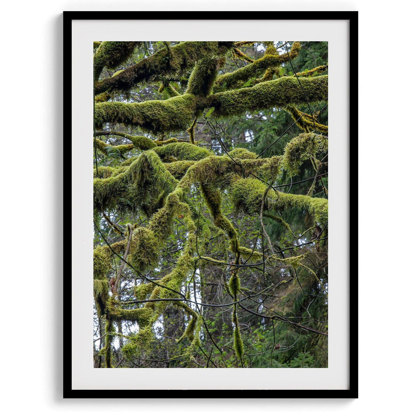 Mossy Forest Set