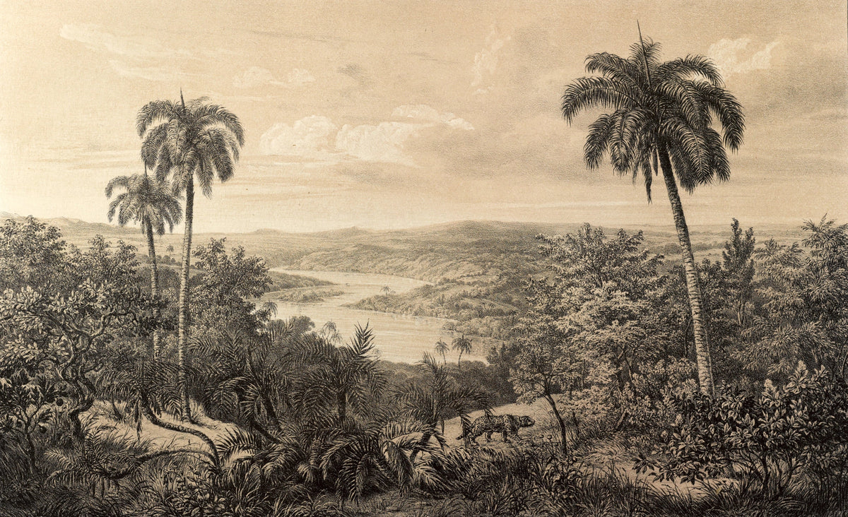 Brazilian Jungle Tropical Wall Mural - Peel and Stick or Type II