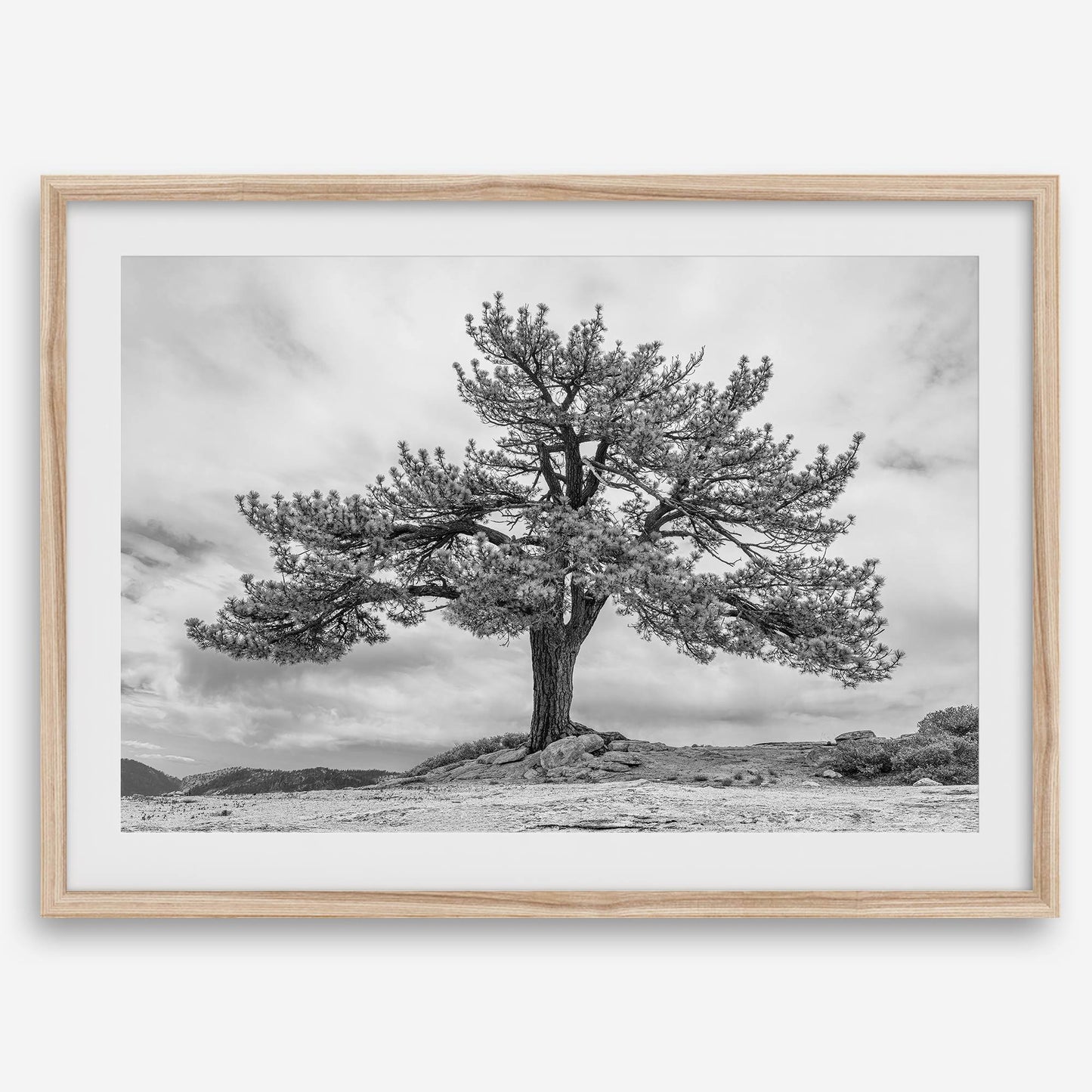 Grandfather Tree