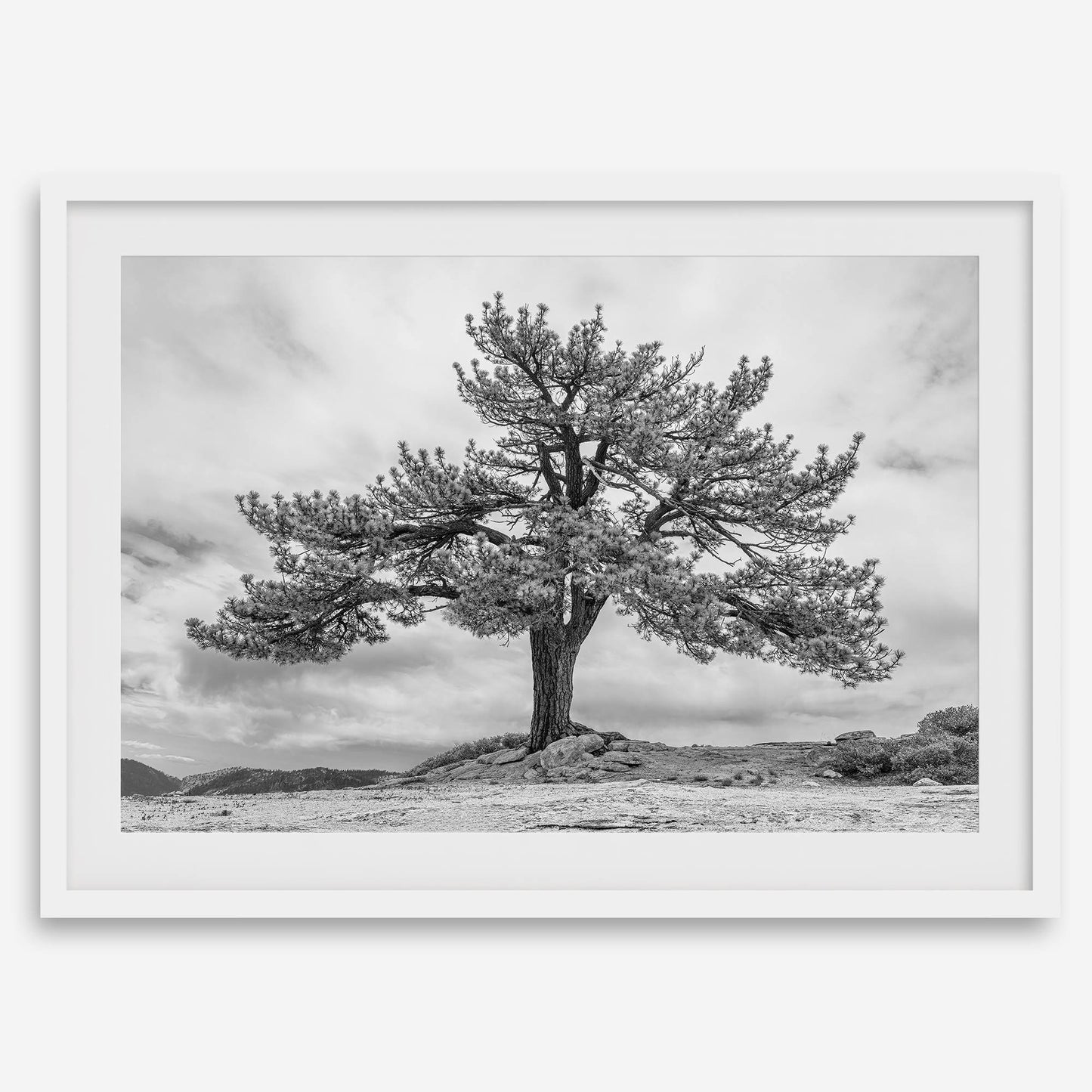 Grandfather Tree