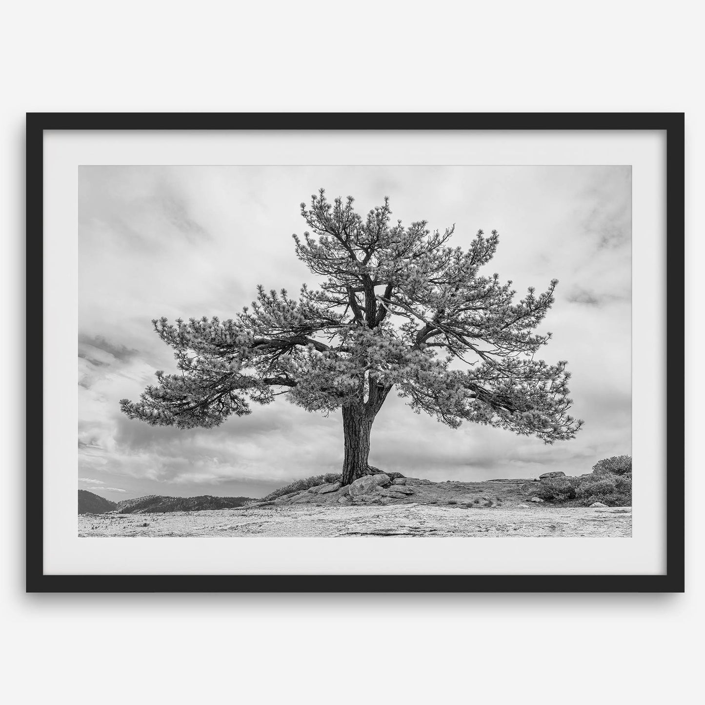 Grandfather Tree