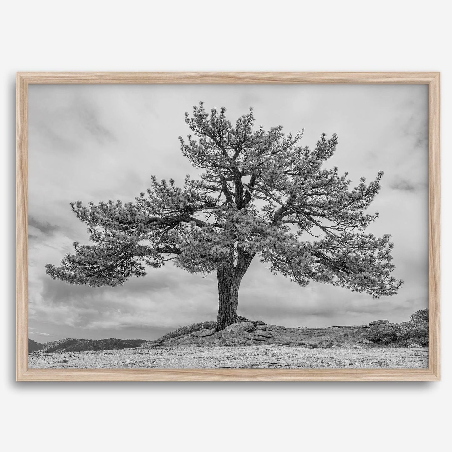 Grandfather Tree