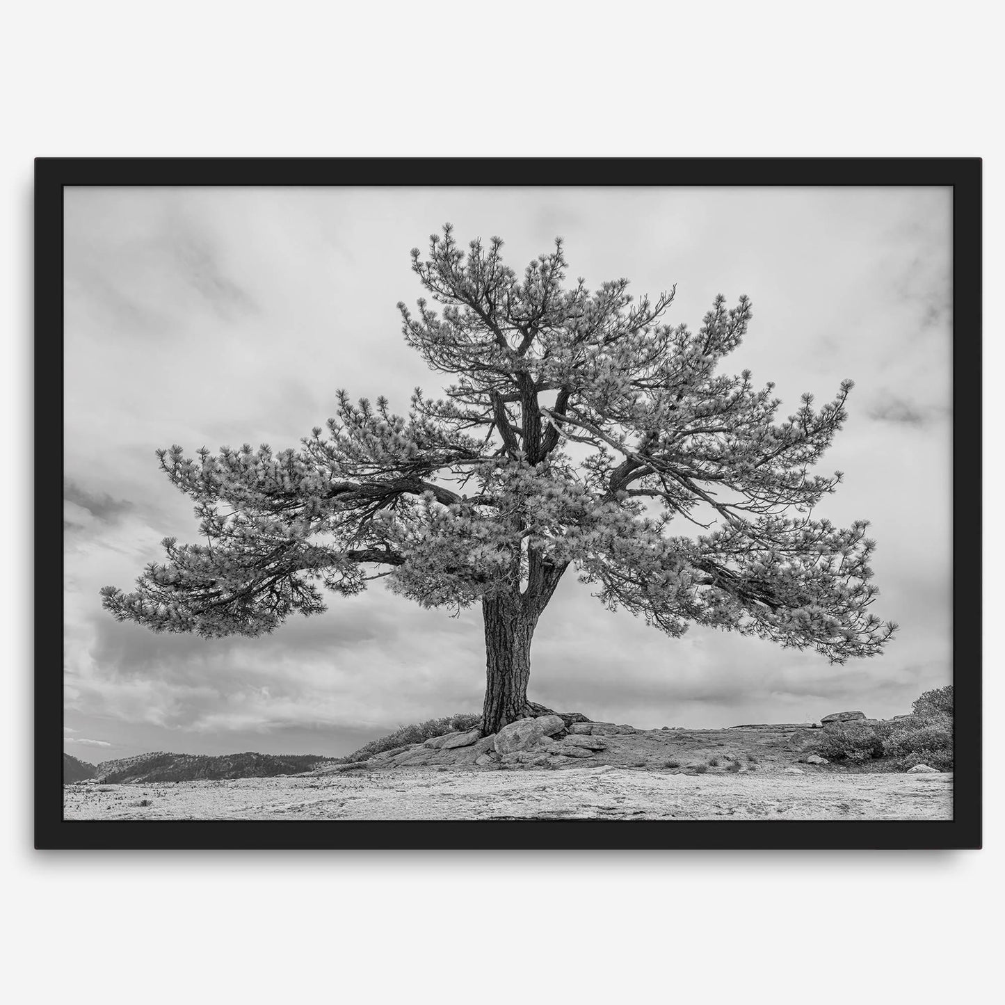 Grandfather Tree
