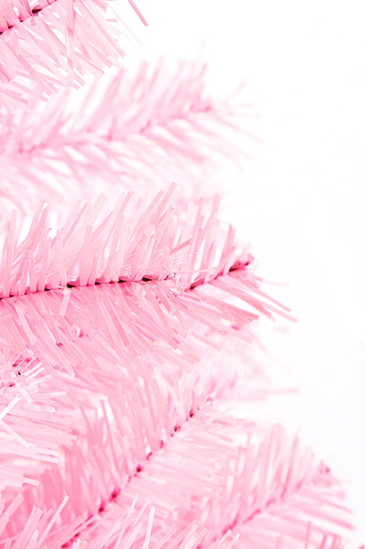 6' Pale Pink Norway Pine Tree