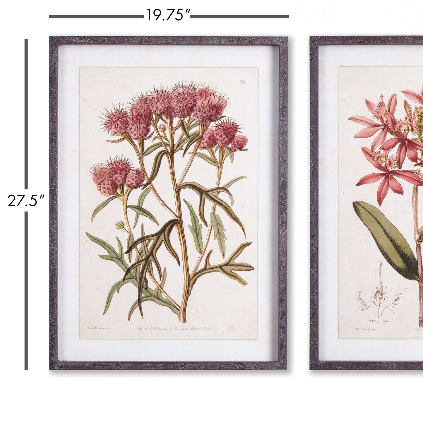 Pink Vintage Botanical Floral Prints (Set of 2)
