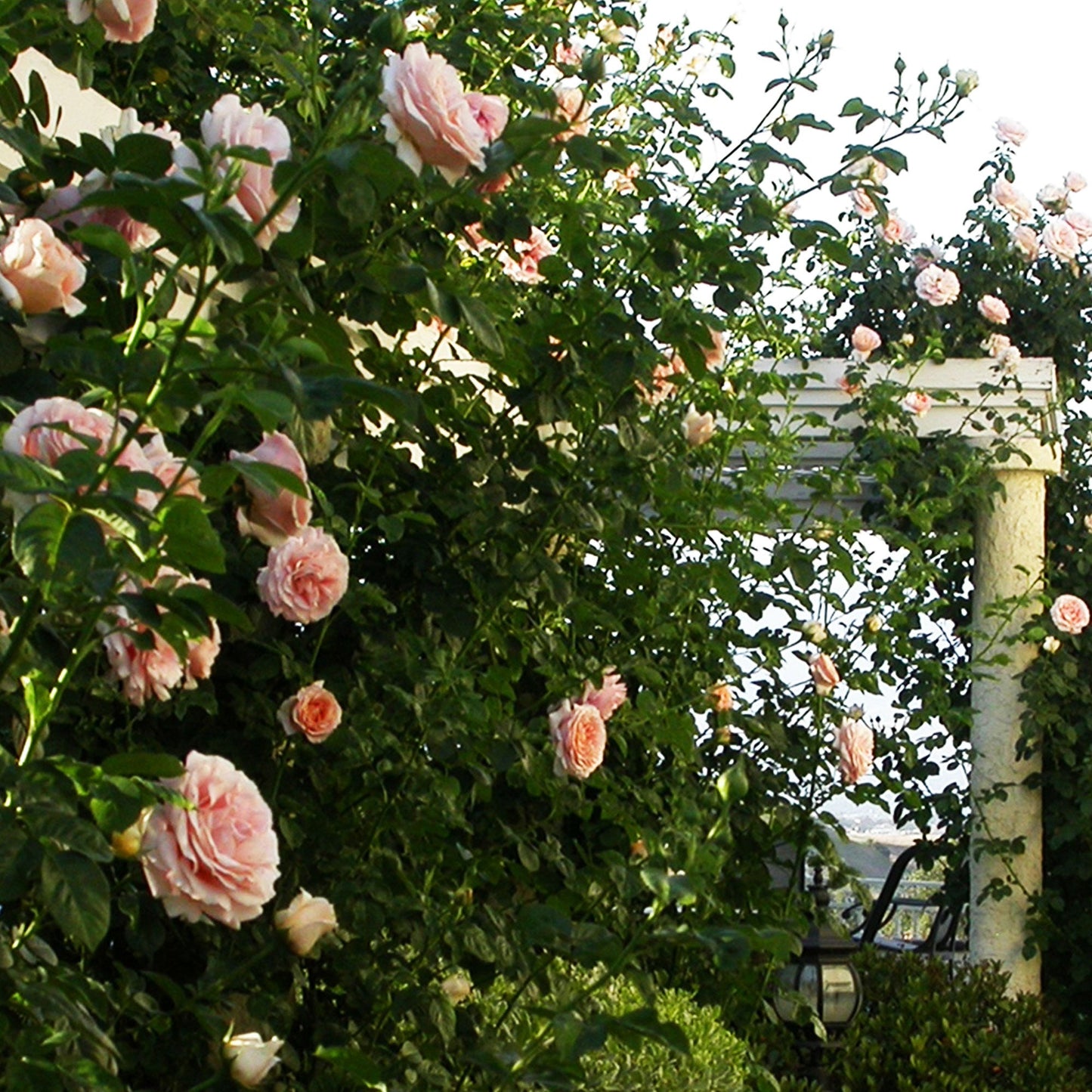 Polka Climbing Rose 1.5 gallon Pot