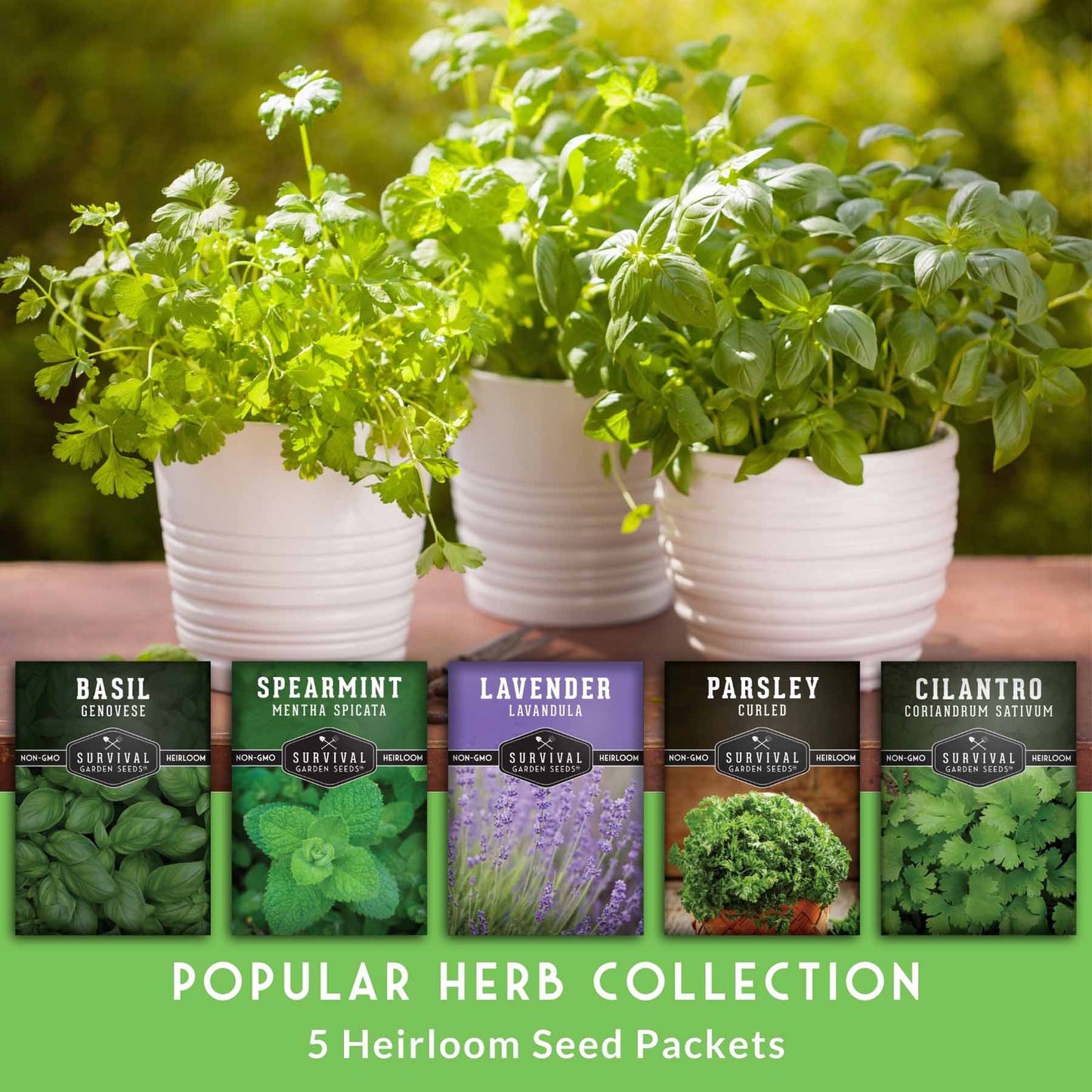 Popular Herb Seed Collection – 5 Heirloom Non-GMO Herbs for Culinary & Garden Use (Spearmint, Basil, Cilantro, Lavender & Parsley) – Indoor or Outdoor Growing Kit