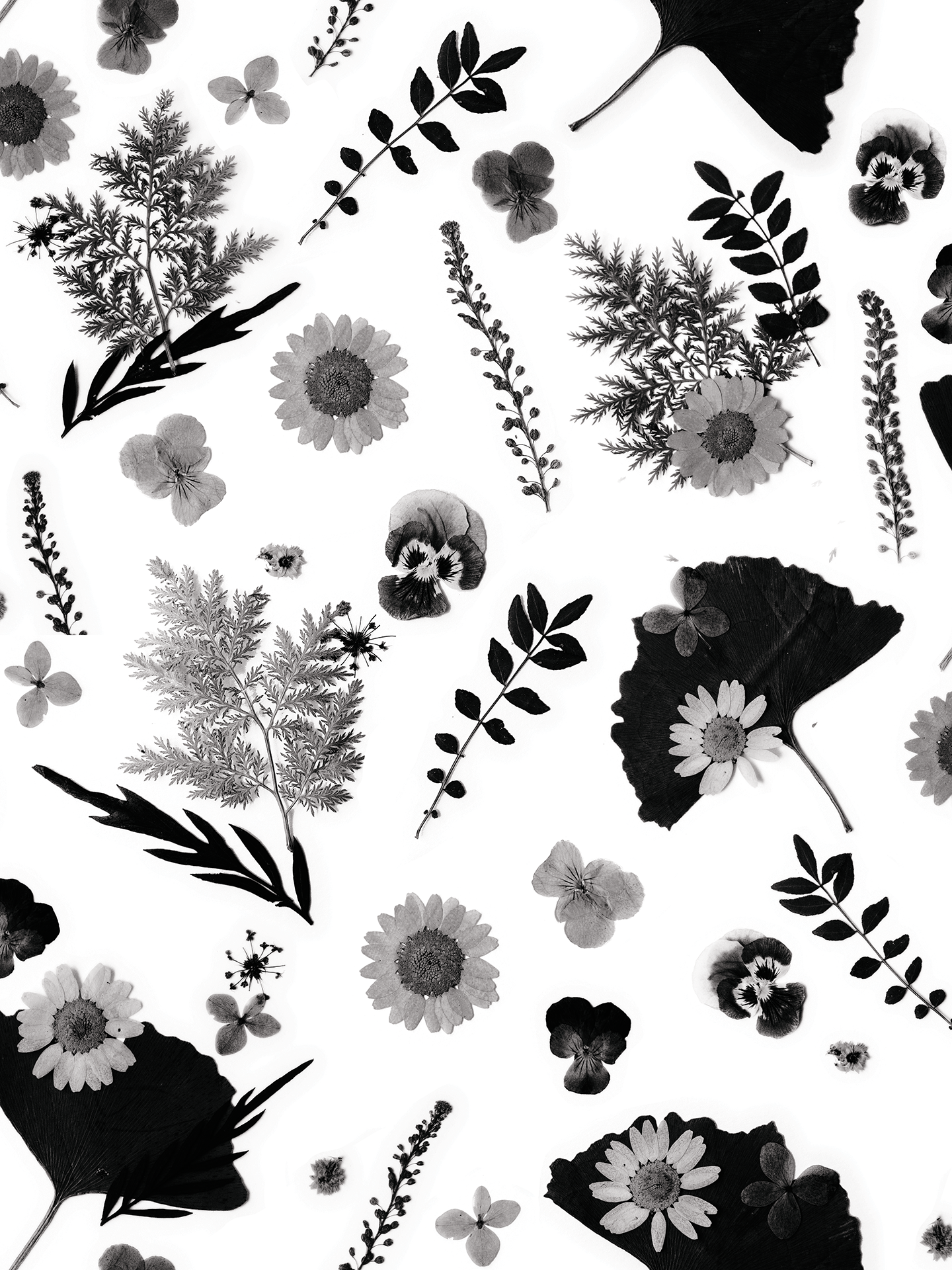 Pressed Fresh Version 01 Wallpaper, white and black