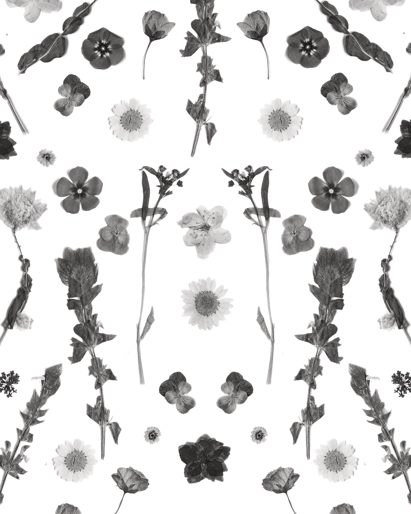 Pressed Fresh Version 02 Wallpaper, black and white