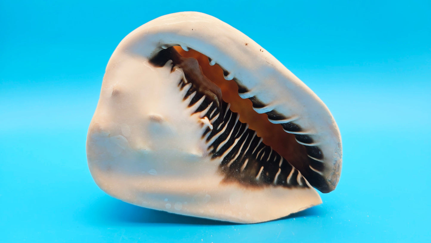 Queen Emperor Helmet Shell (Cassis Madagascariensis)