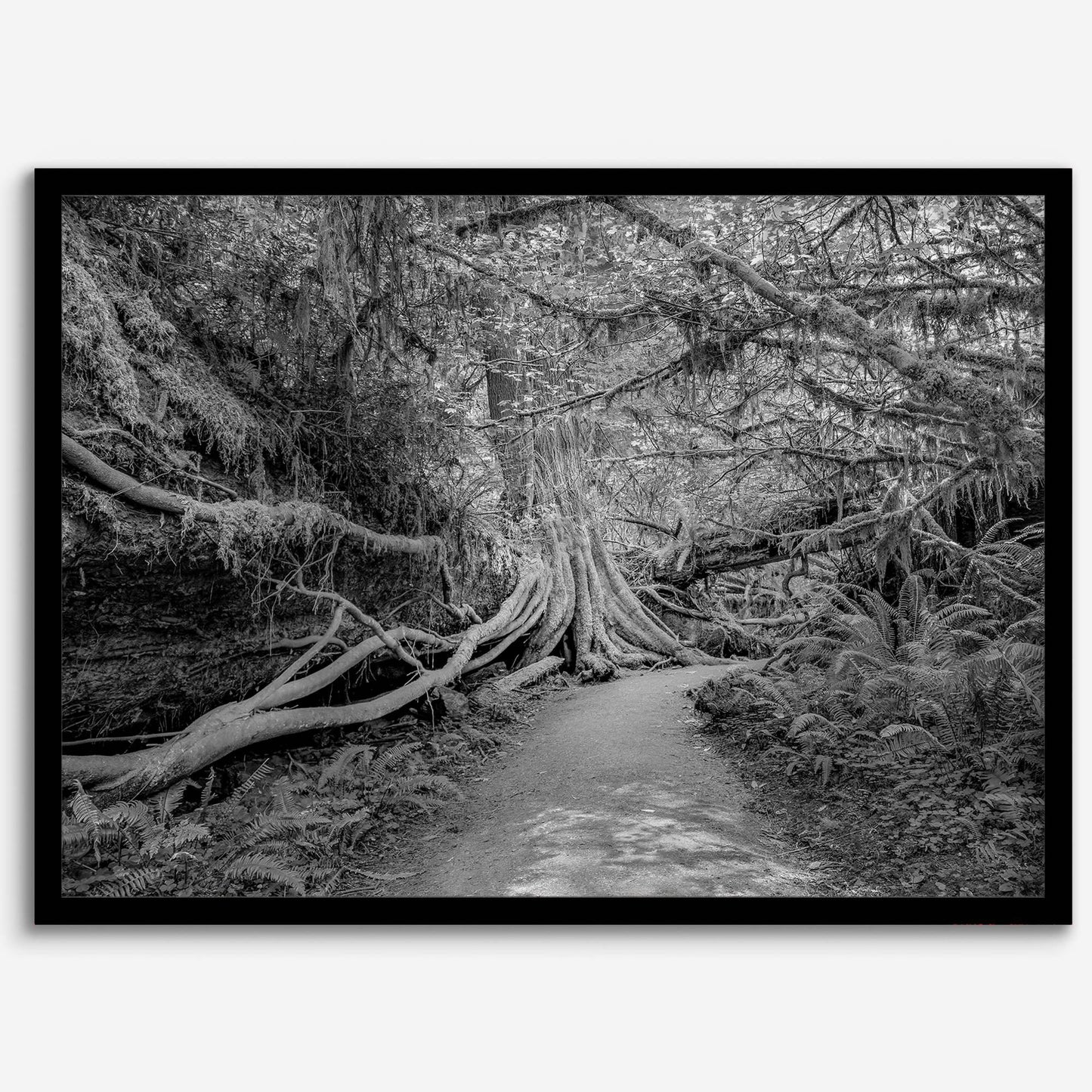 Enchanted Forest