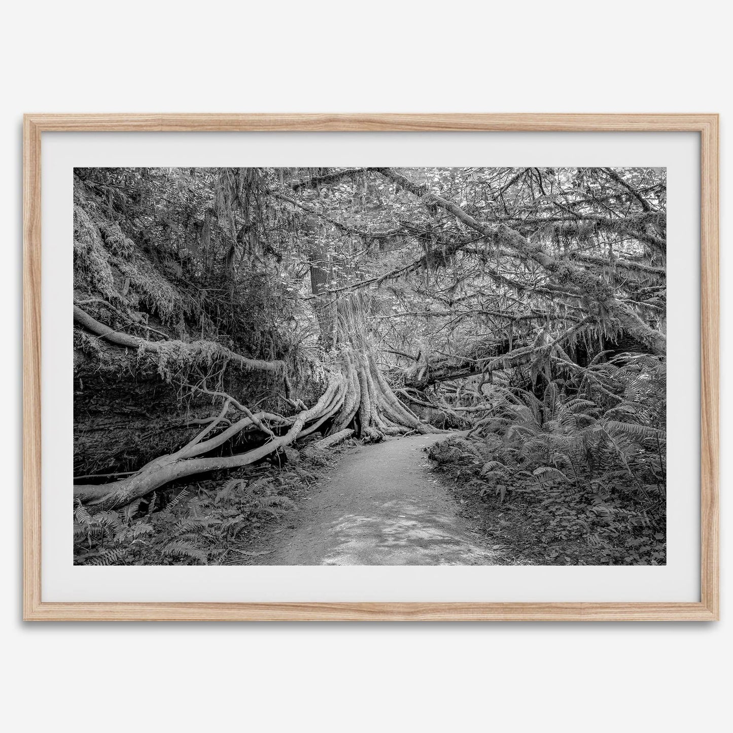 Enchanted Forest