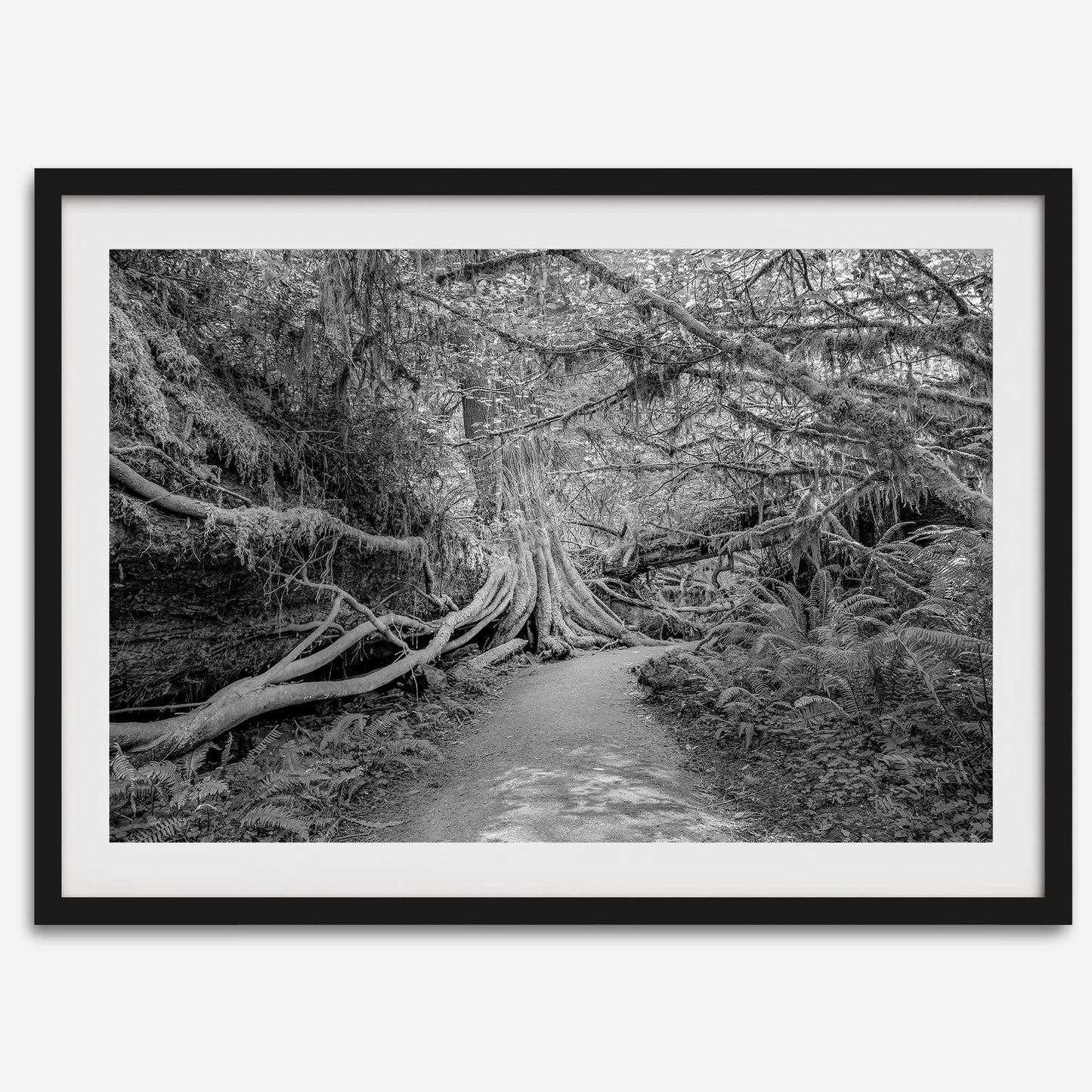 Enchanted Forest