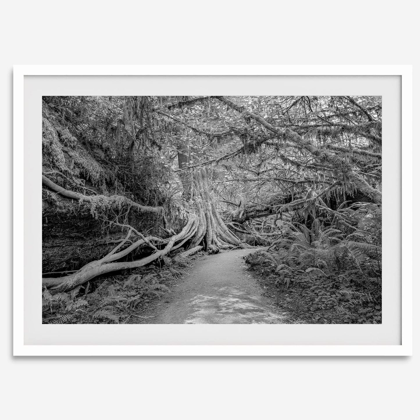 Enchanted Forest