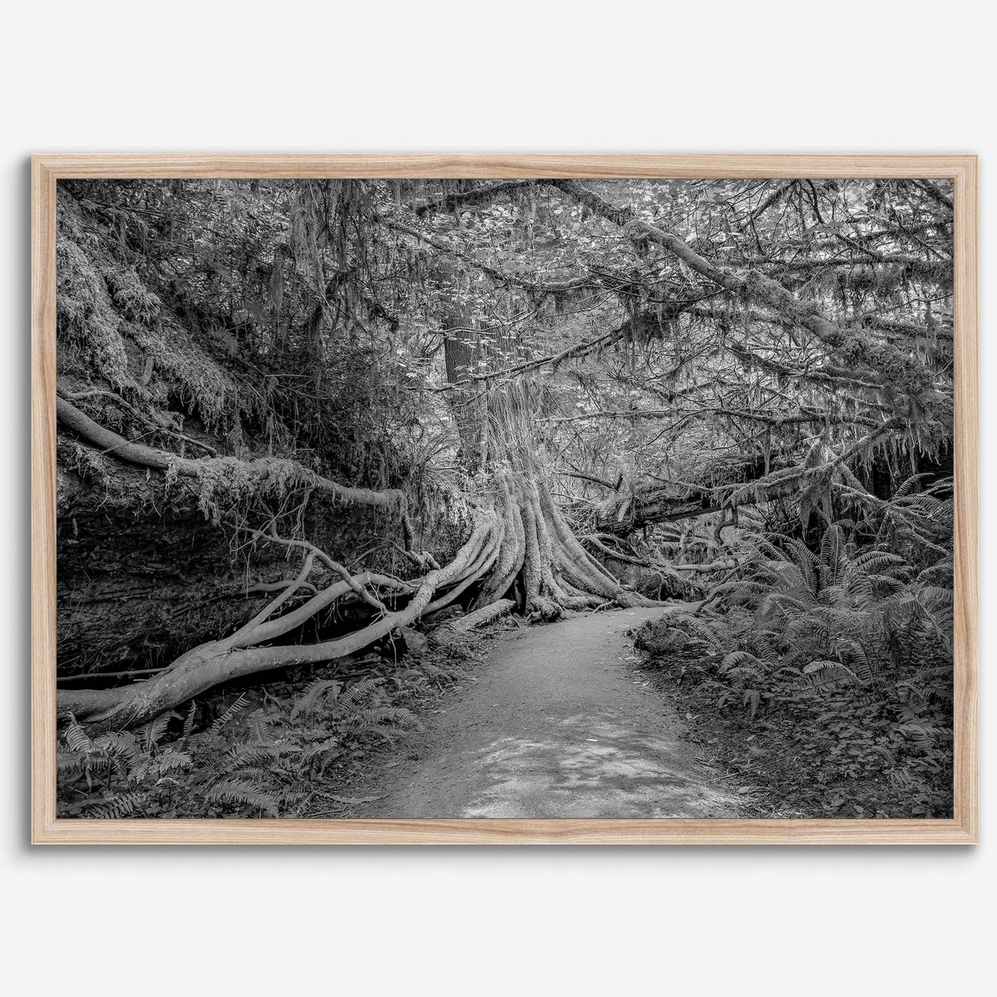 Enchanted Forest