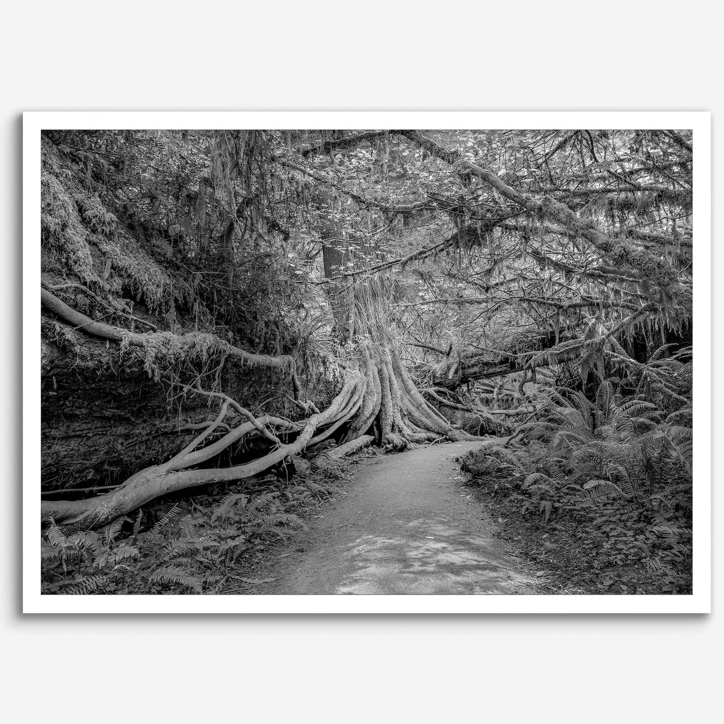 Enchanted Forest