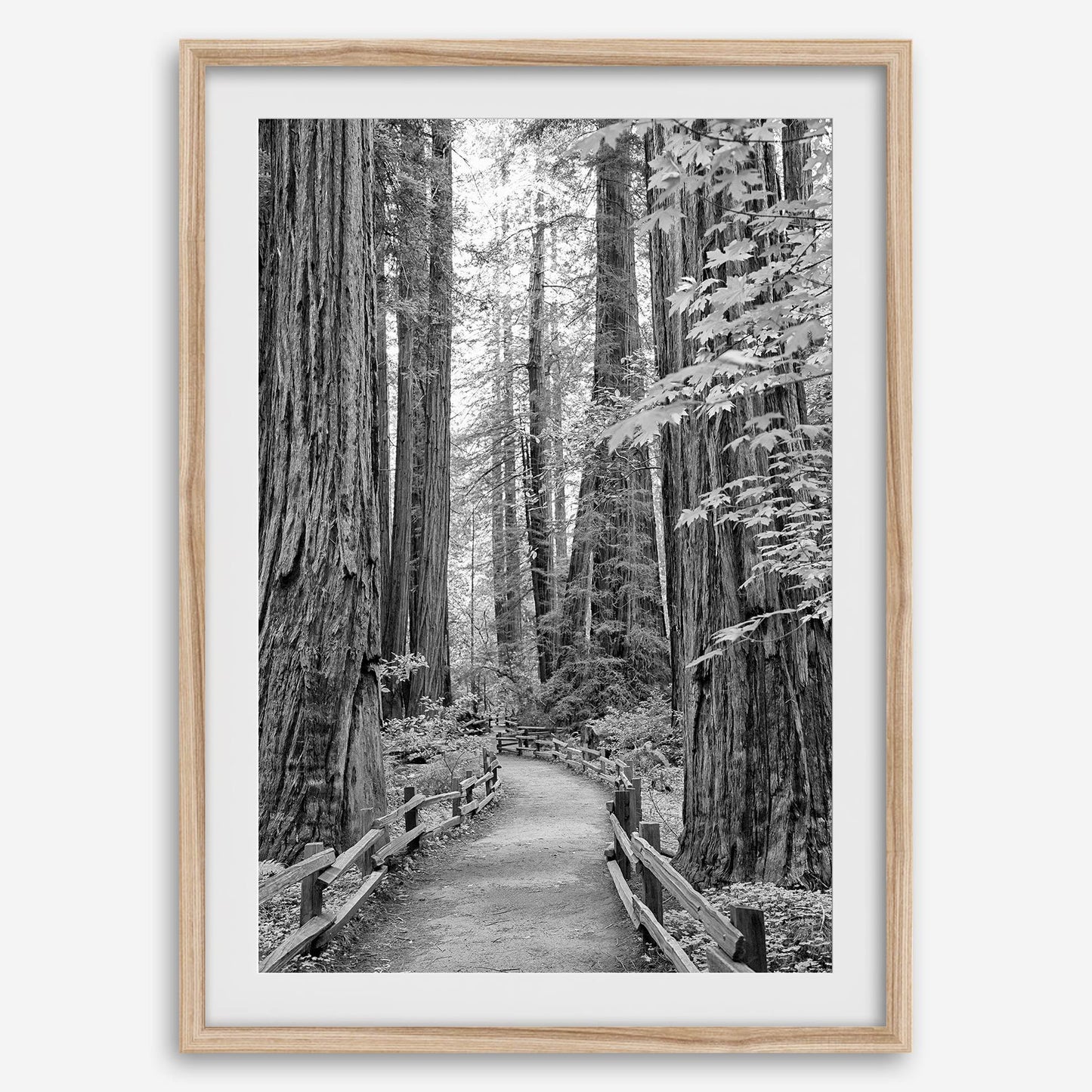 Redwoods B&W