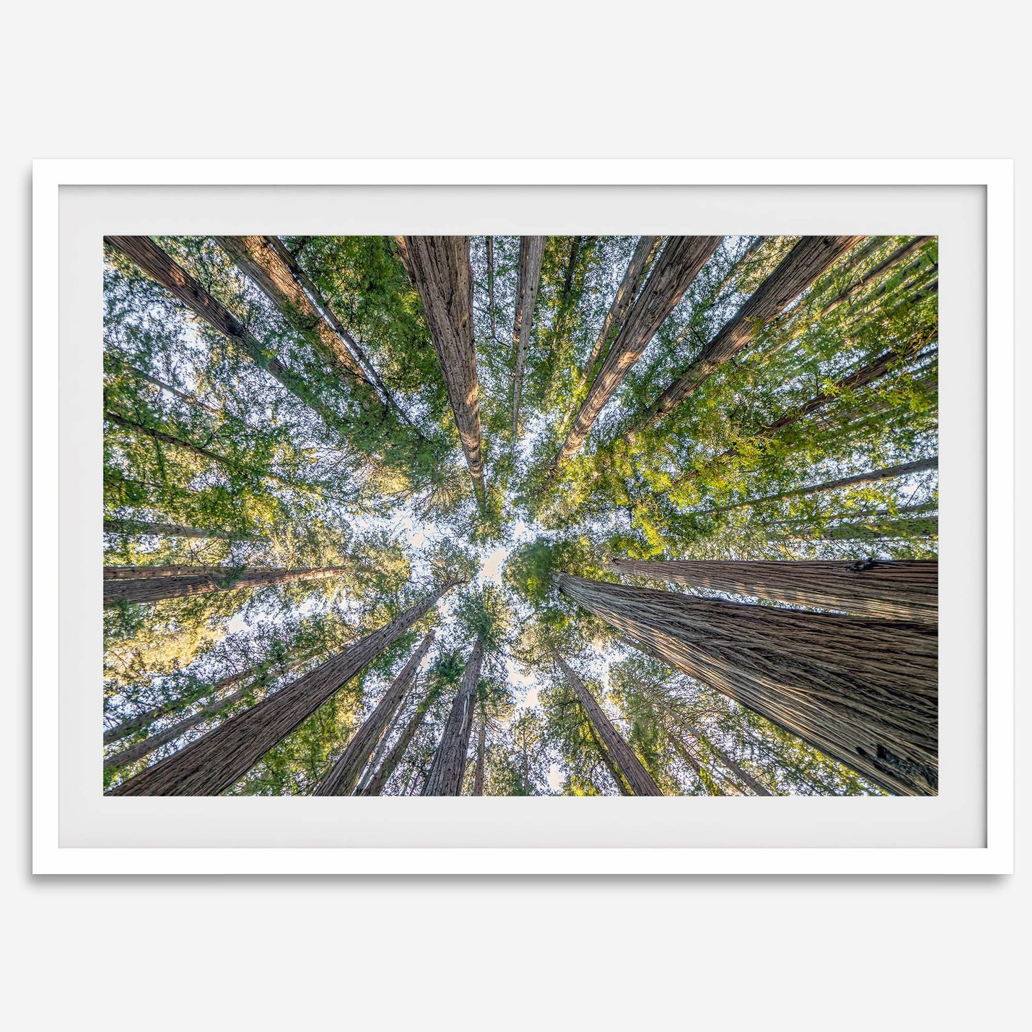 Skyward Giants