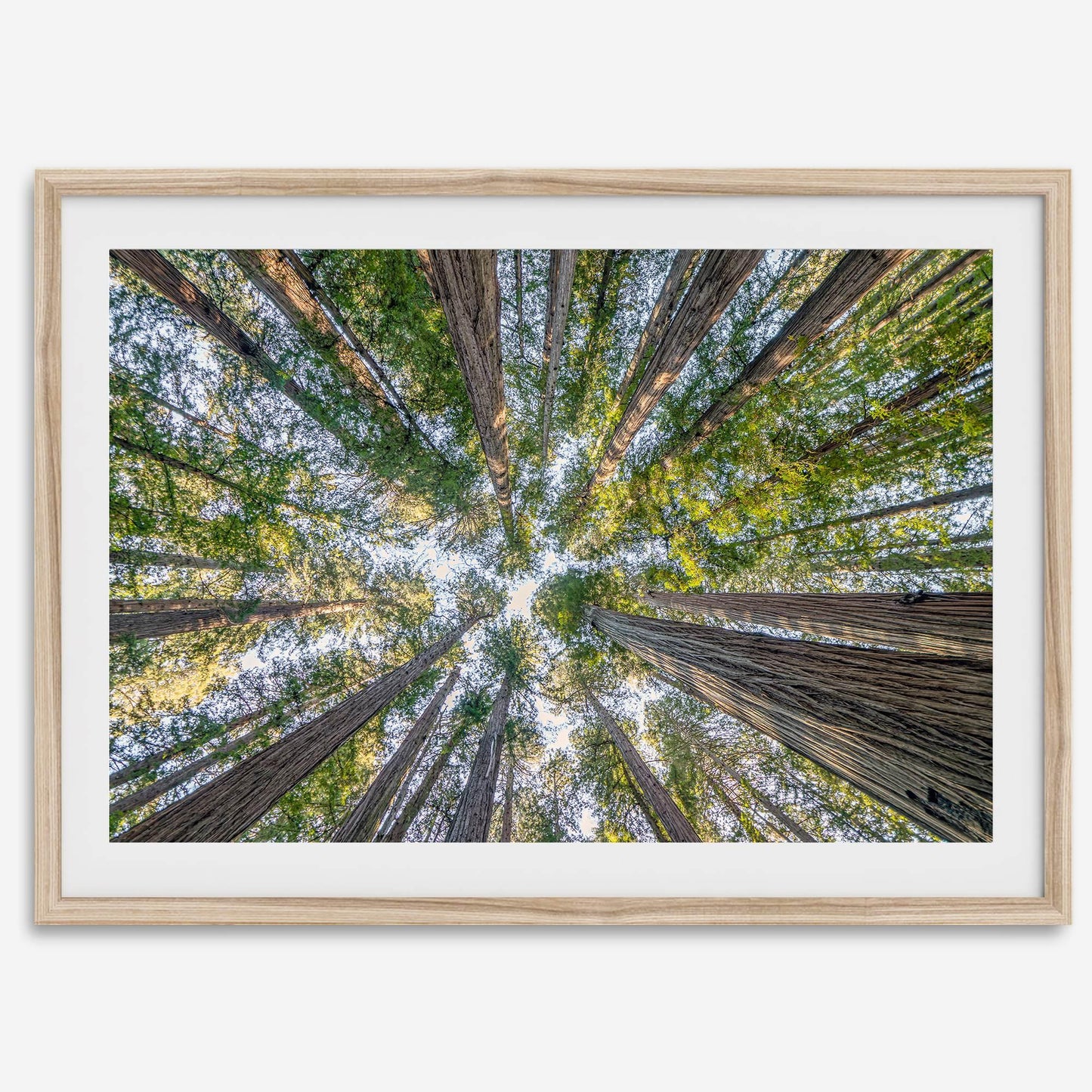 Skyward Giants