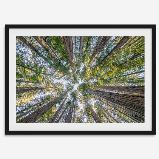 Skyward Giants