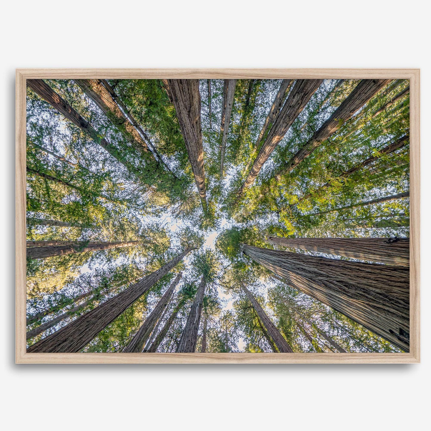Skyward Giants
