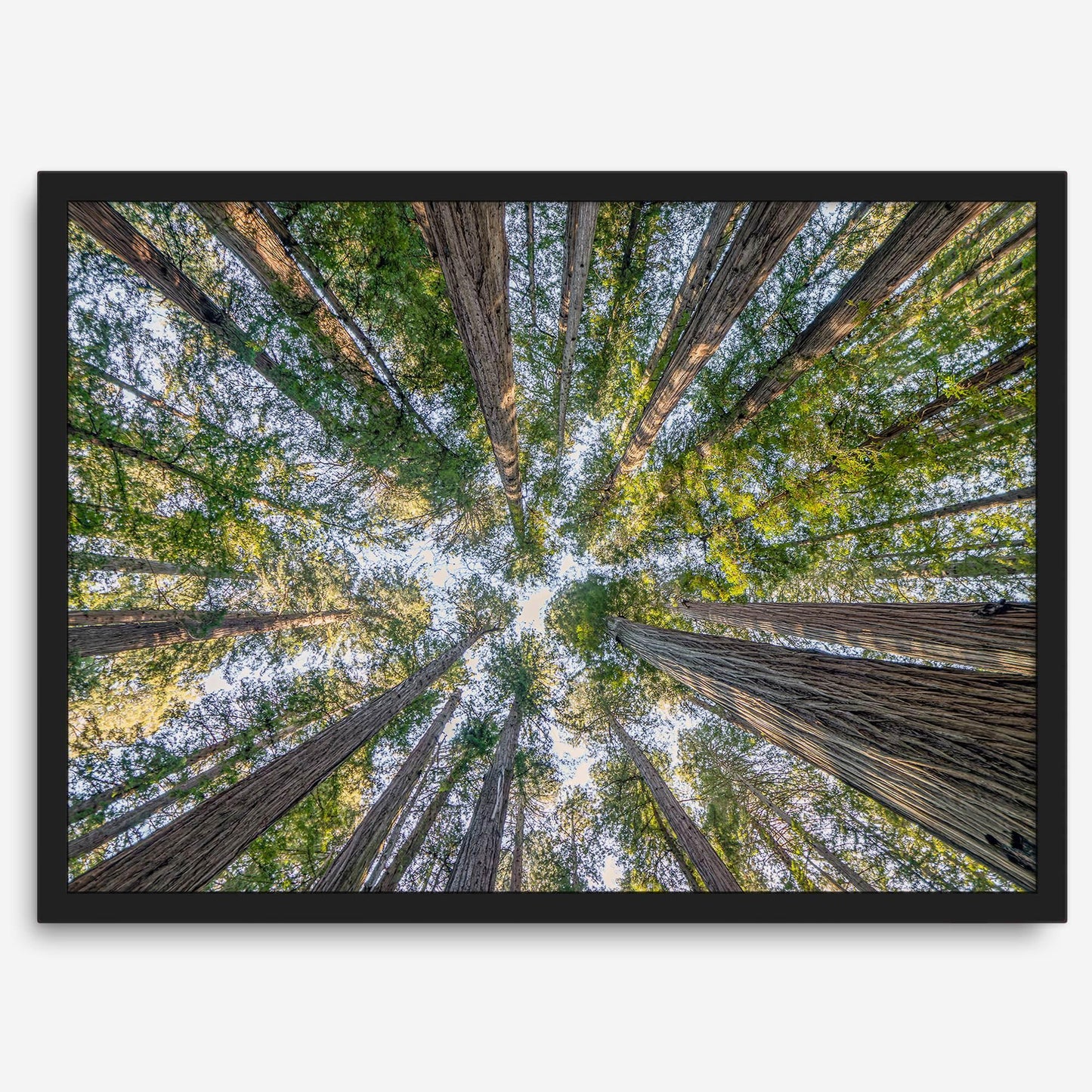 Skyward Giants
