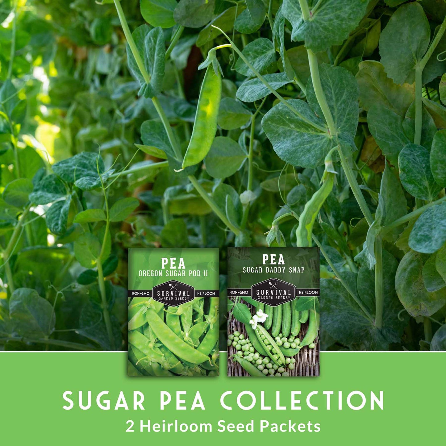Sugar Pea Seed Collection – Oregon Sugar Pod II & Sugar Daddy Snap Peas for Crisp, Sweet Cool-Season Harvests