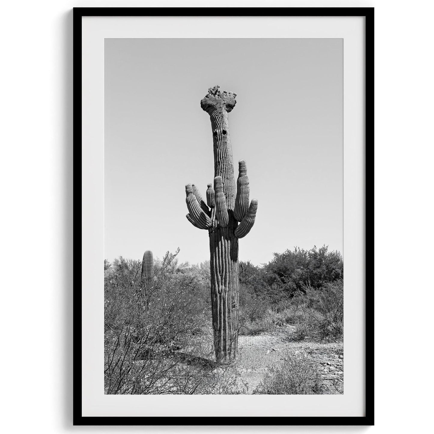 Saguaro Set