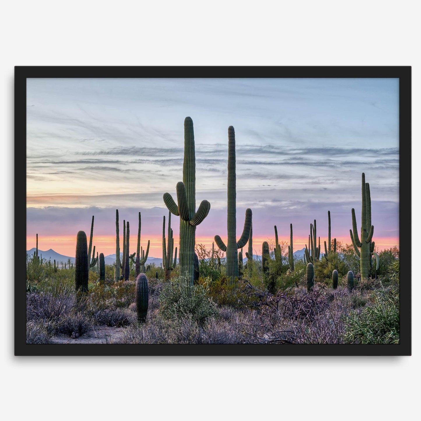 Saguaro Sunset