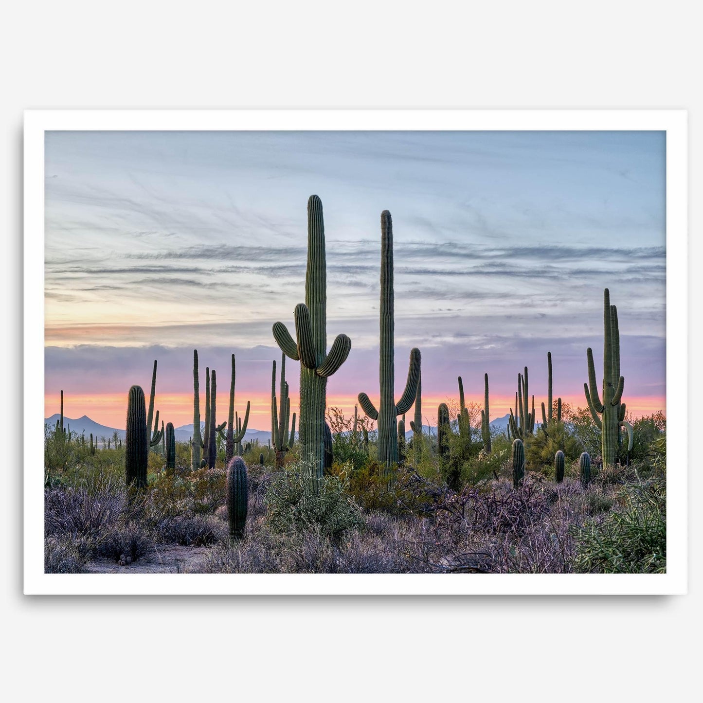 Saguaro Sunset