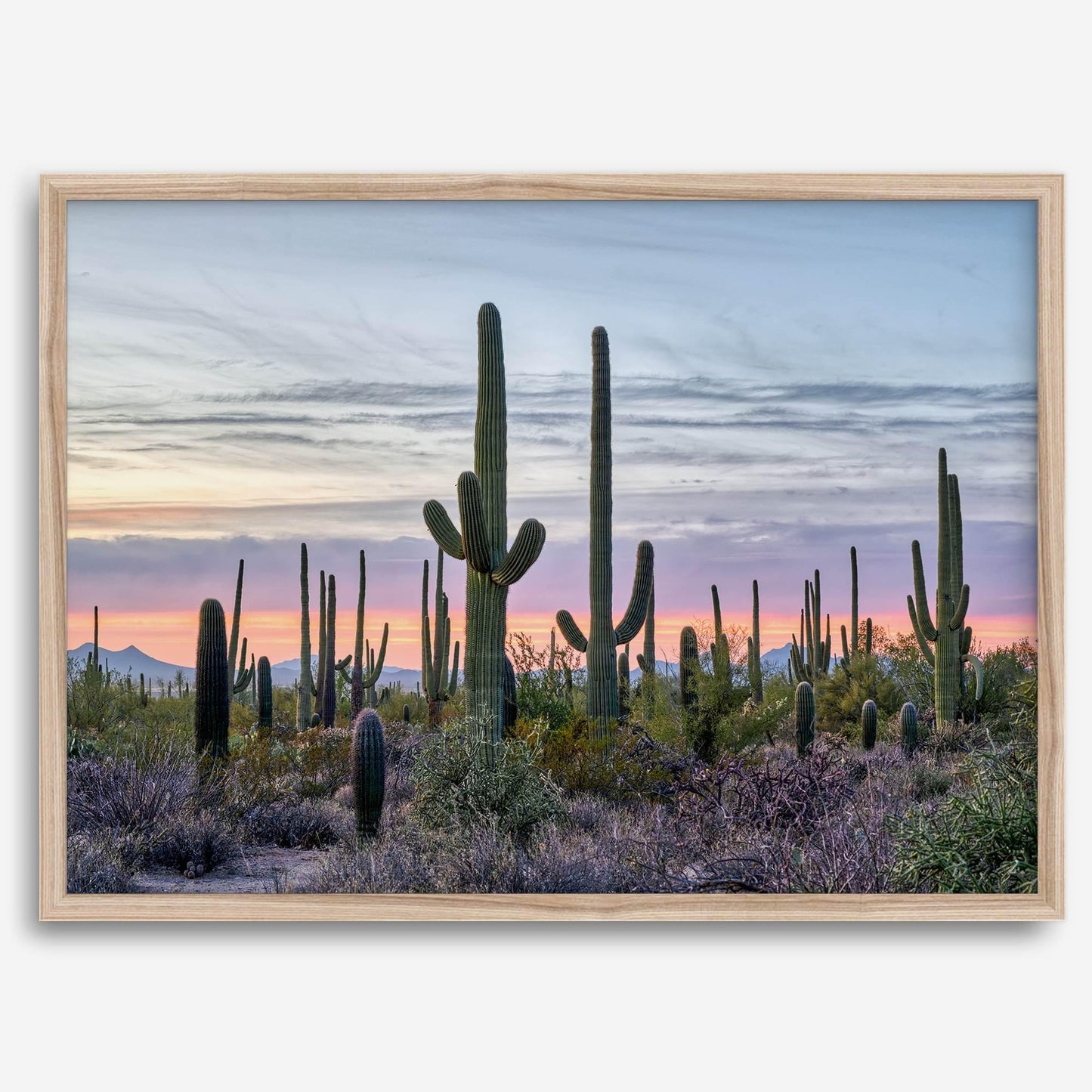 Saguaro Sunset
