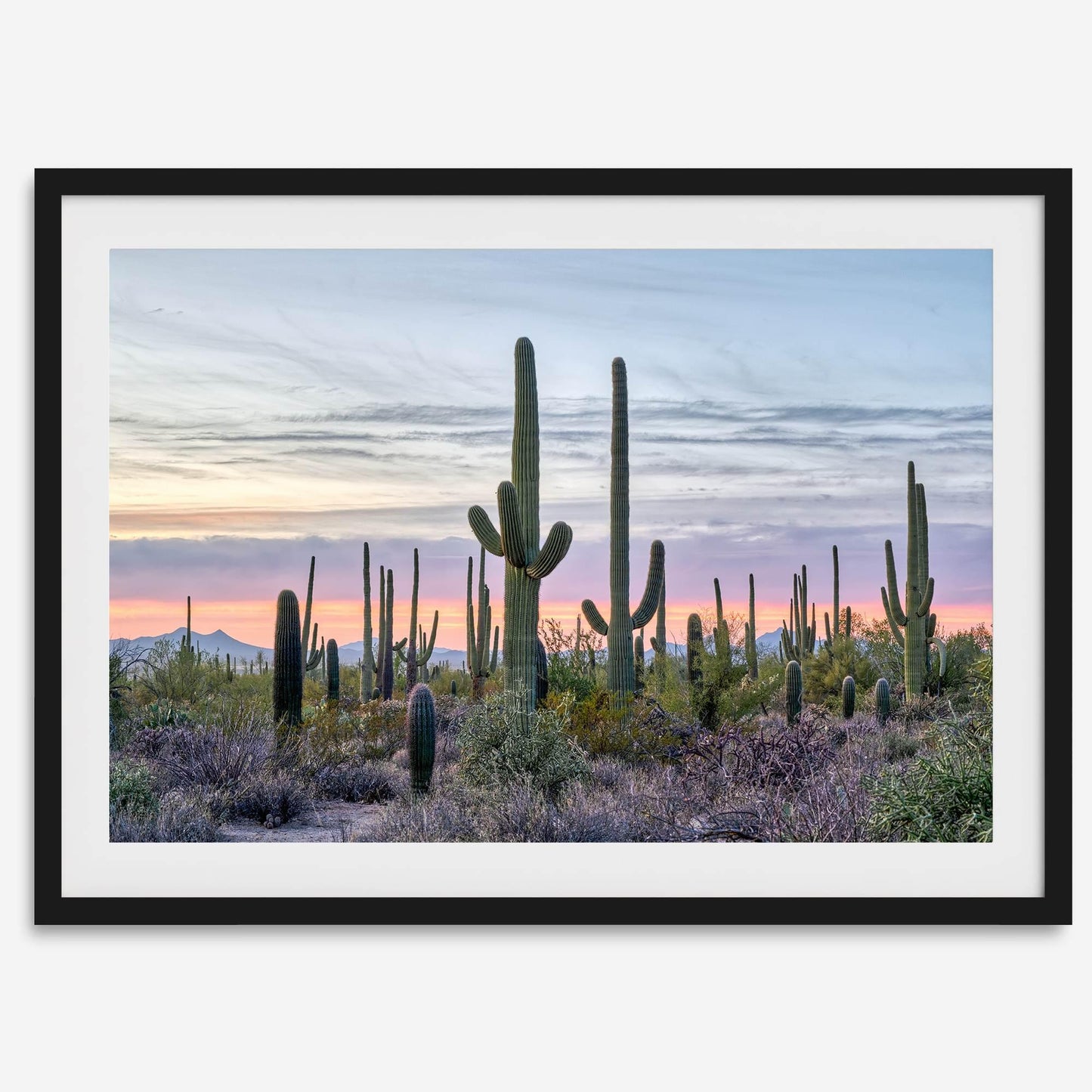 Saguaro Sunset