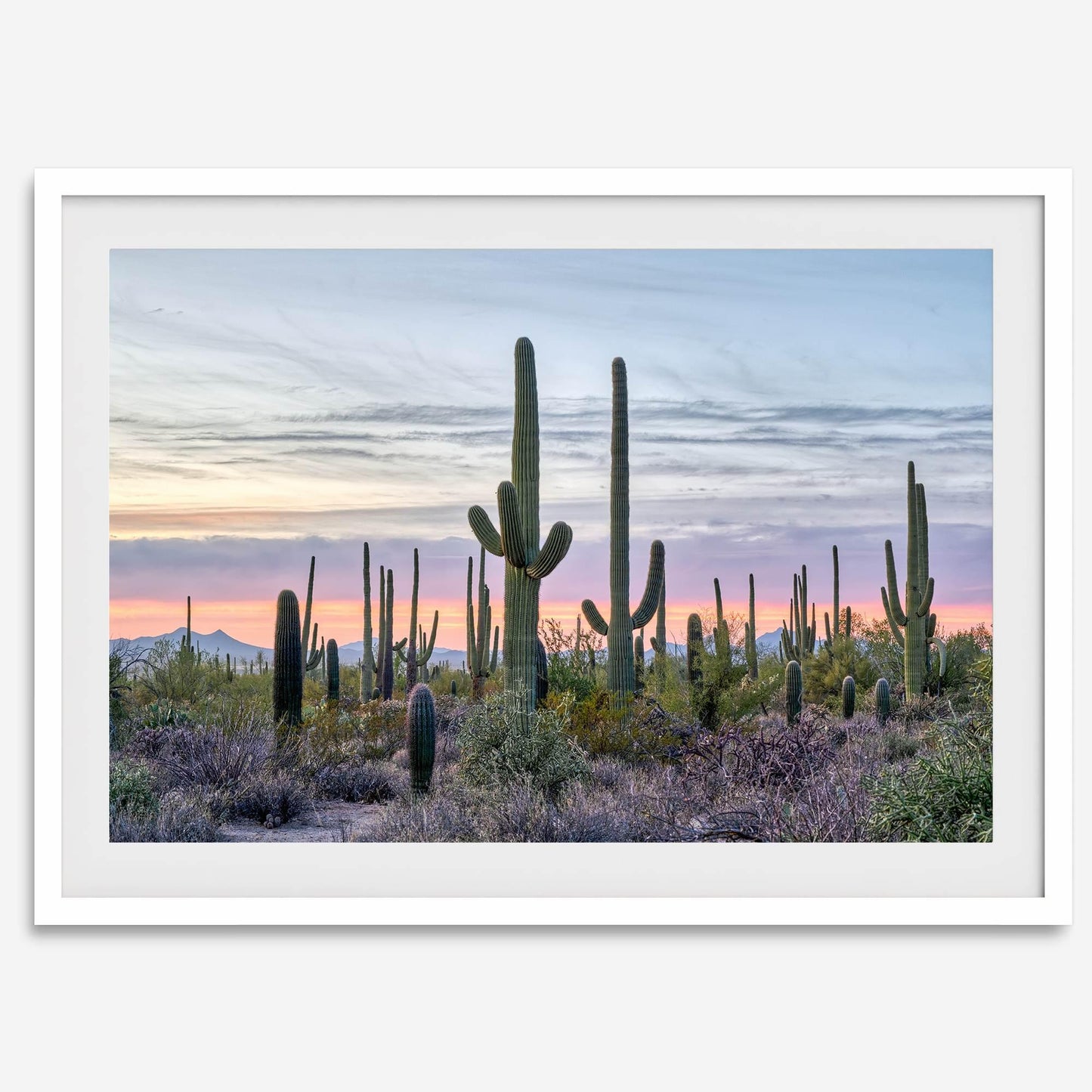 Saguaro Sunset