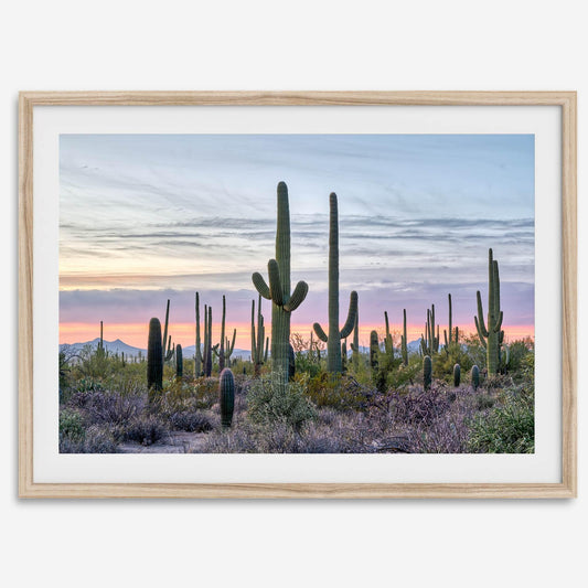 Saguaro Sunset