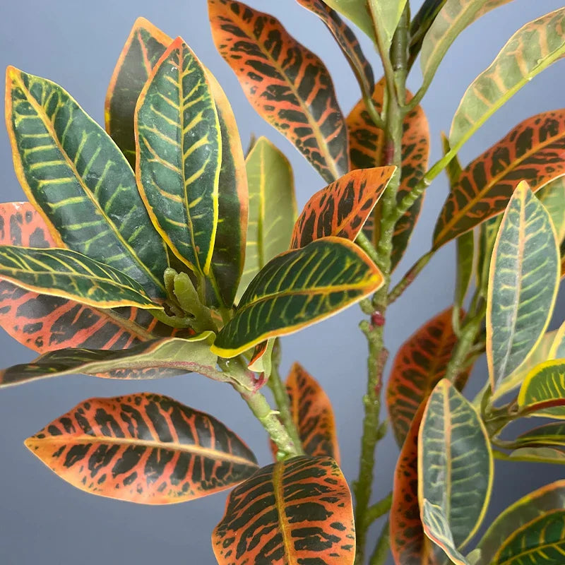 Dlight Decor Codiaeum Ficus Tree for Tropical Indoor Floor Decor