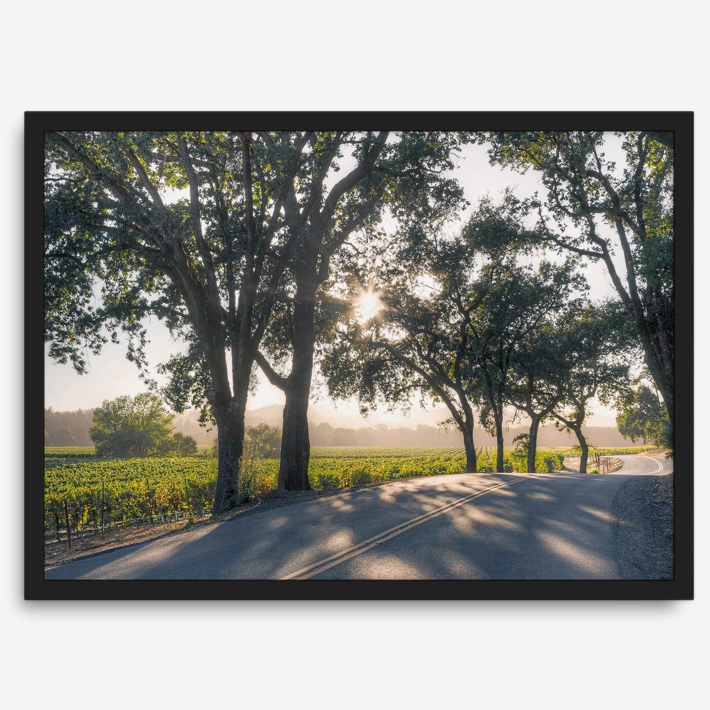Sonoma Valley