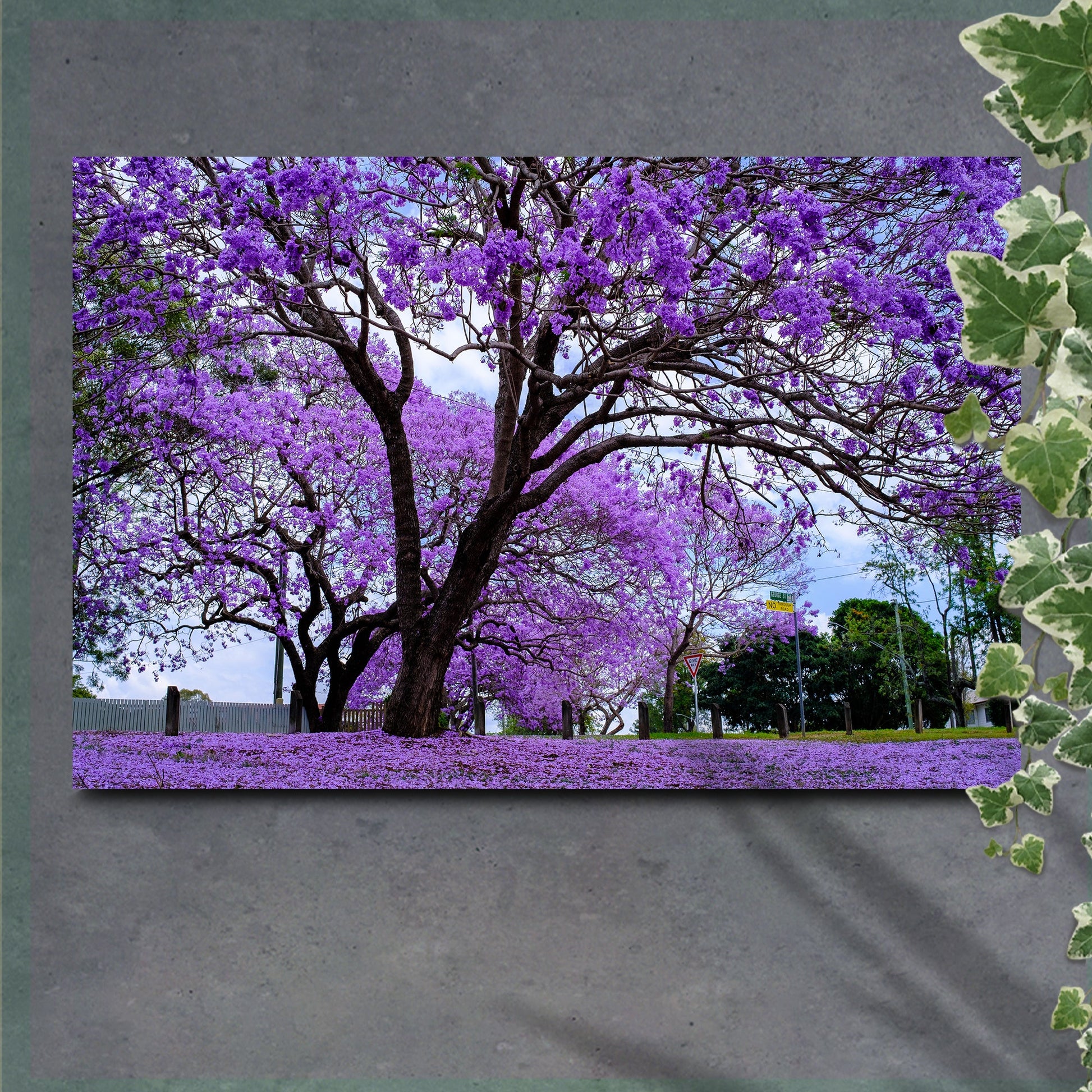 Large tree with purple flowers in a park setting