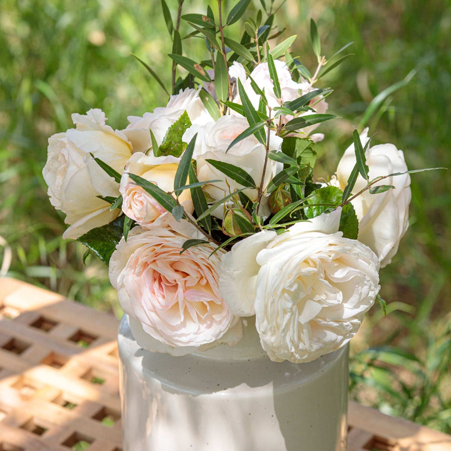 Top Cream Rose 1.5 Gallon Pot Fragrant Hybrid Tea Rose