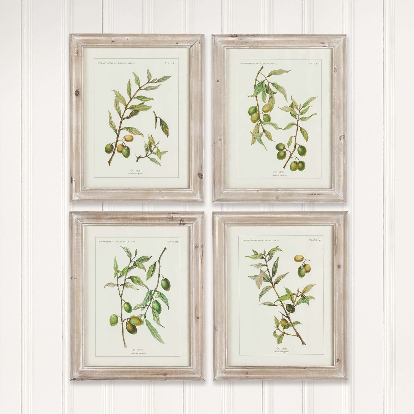Vintage Botanical Olive Prints with Whitewashed Wood Frames (Set of 4)