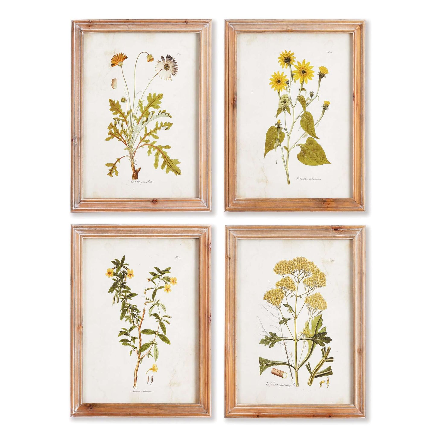 Vintage Wildflower Botanical Prints Set in Rustic Wood Frames (Set of 4)