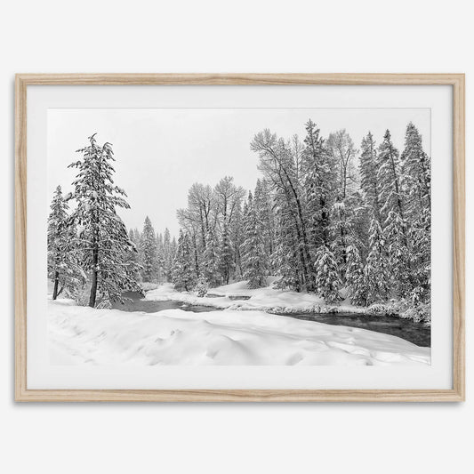 Winter Forest