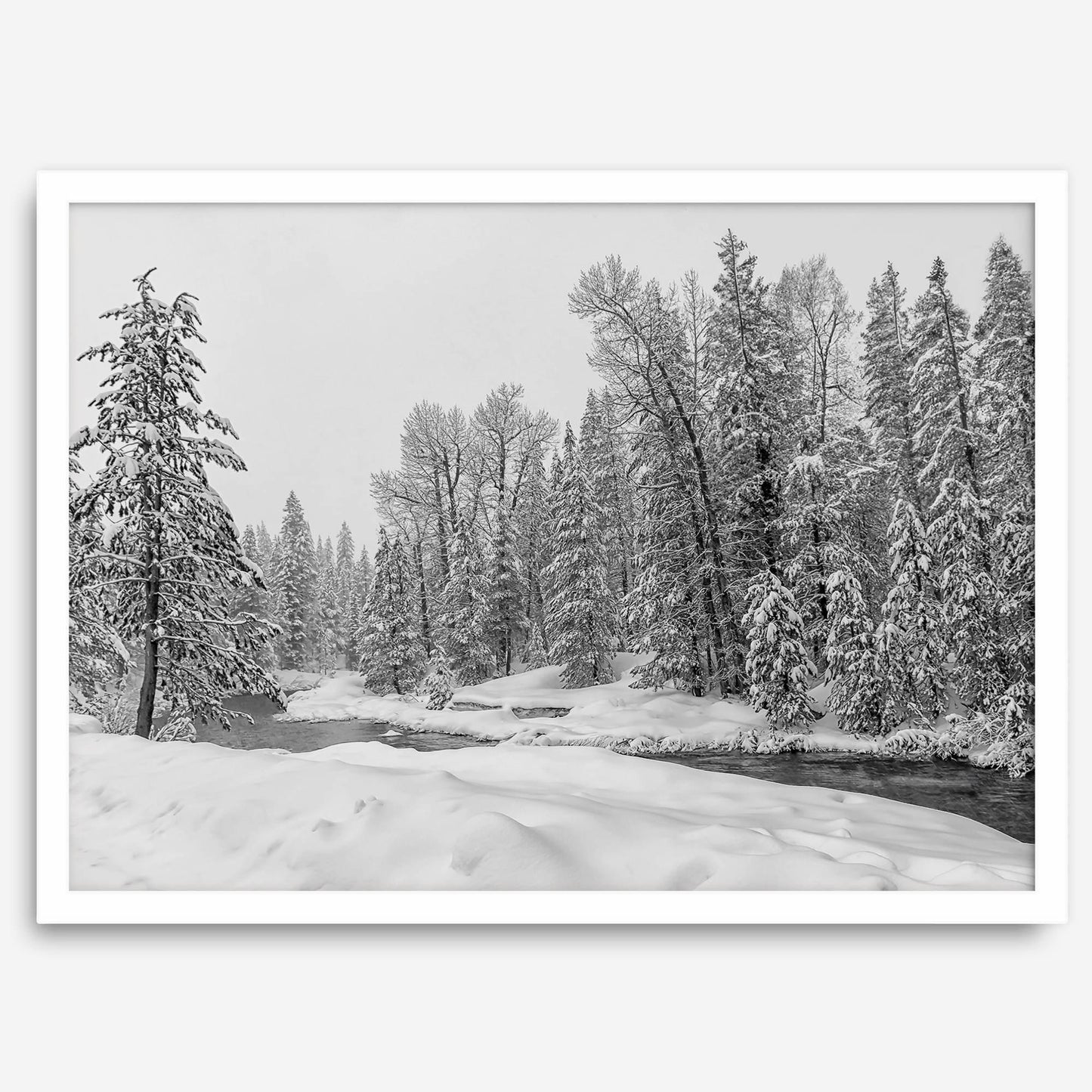 Winter Forest