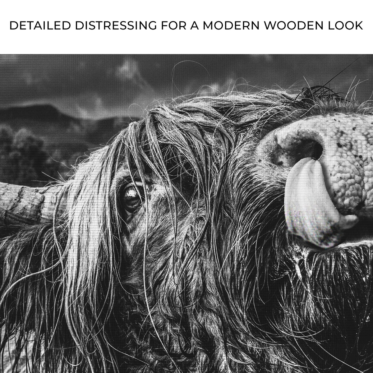 West Highland Cow Monochrome Canvas Wall Art