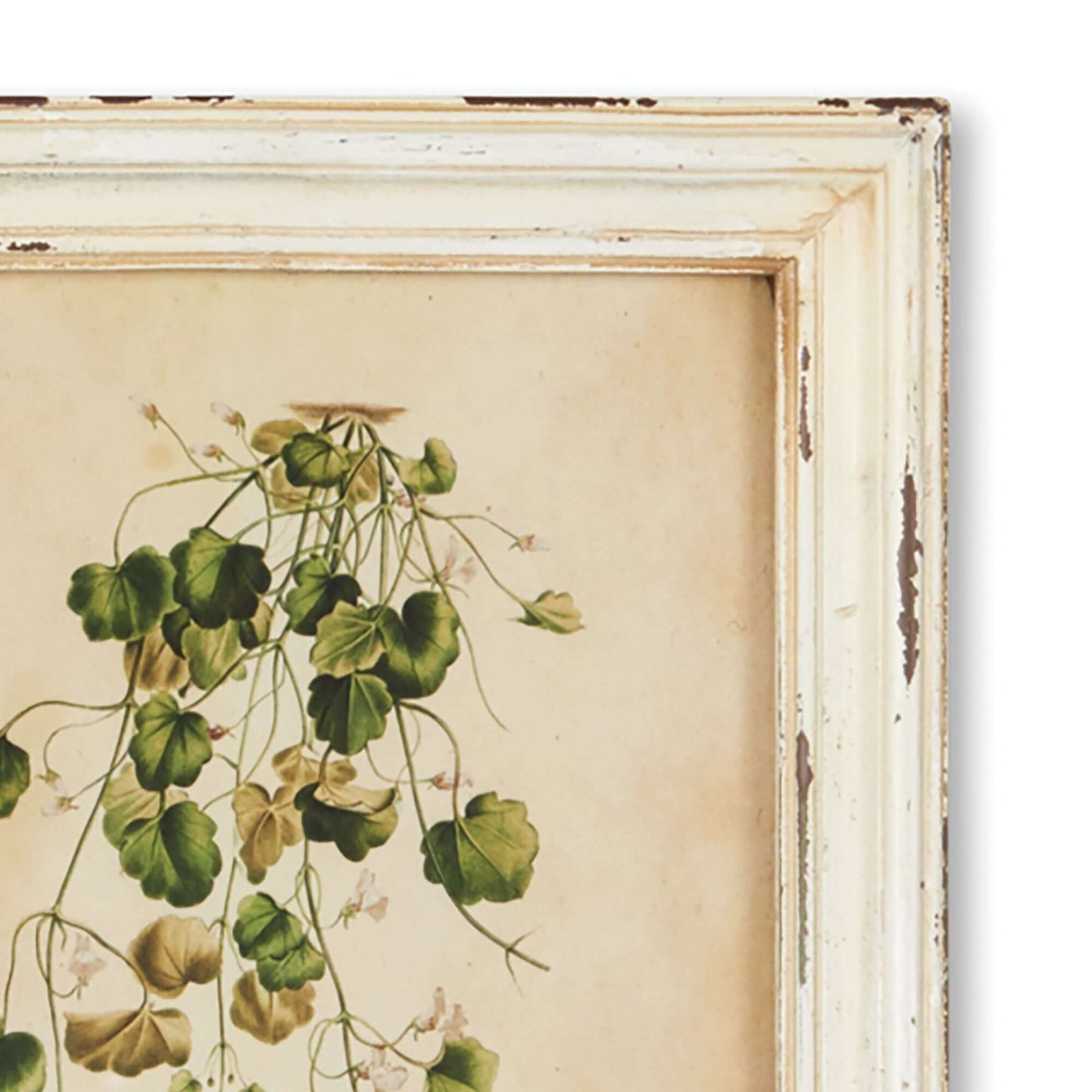 Antique Botanical Flower Prints in Distressed White Frames (Set of 12)