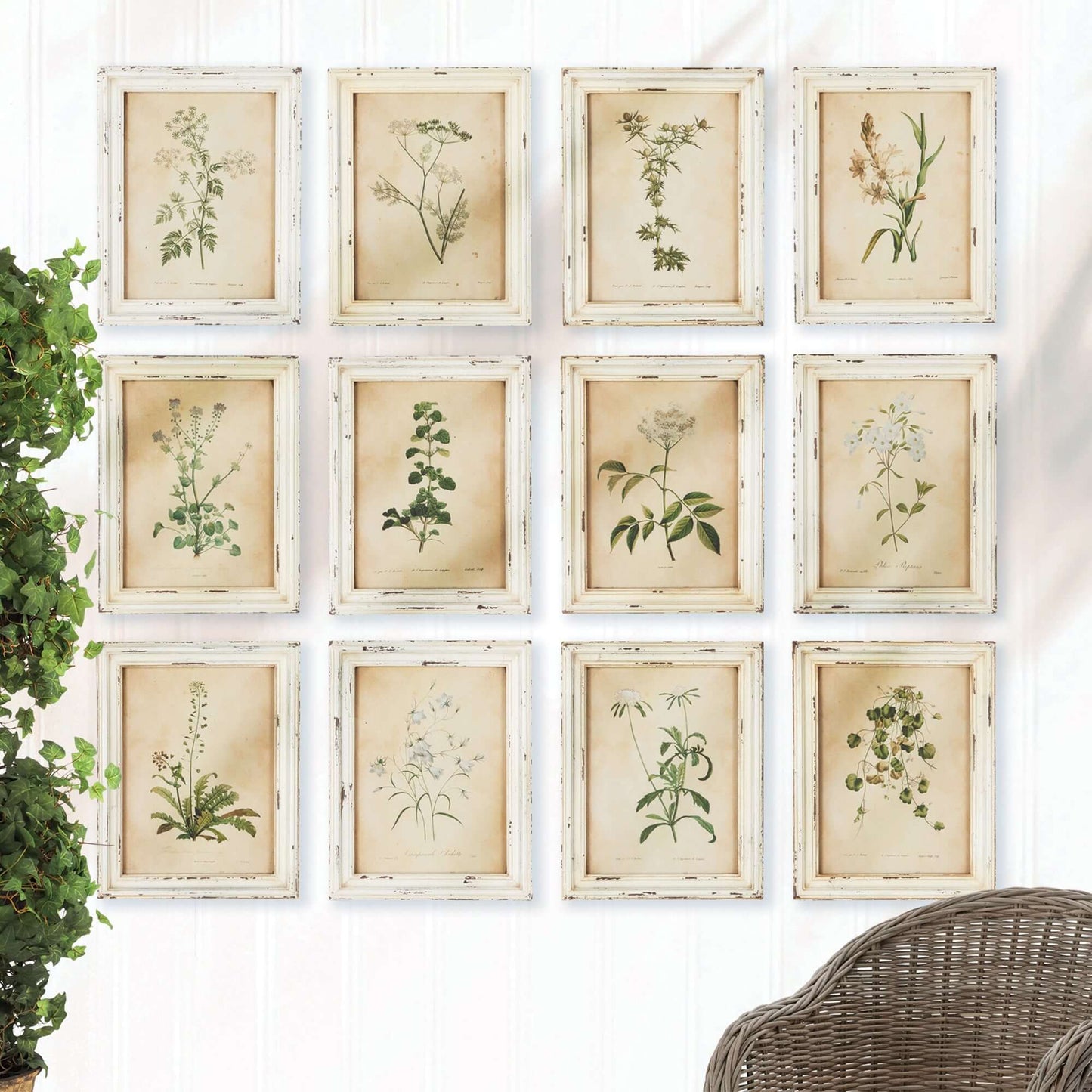 Antique Botanical Flower Prints in Distressed White Frames (Set of 12)
