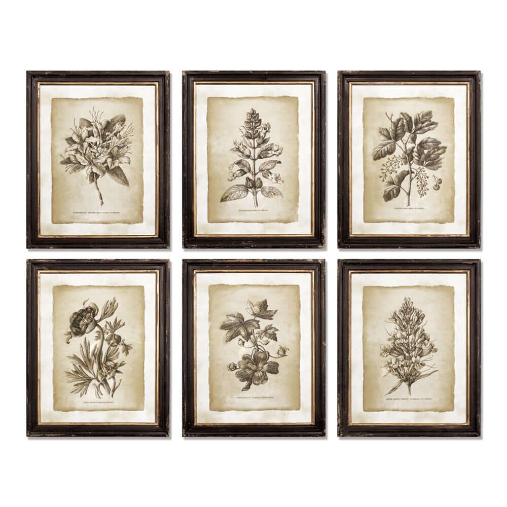 Antique Botanical Illustrations in Wood Frames (Set of 6)